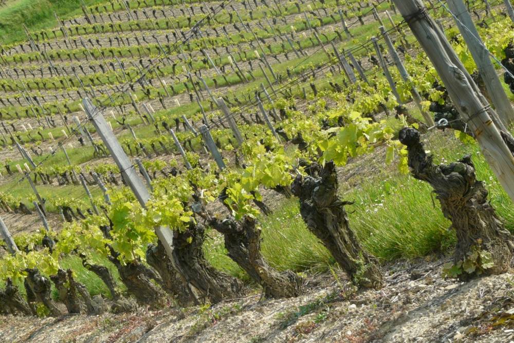 Clairette de Die près de Loriol-sur-Drôme
