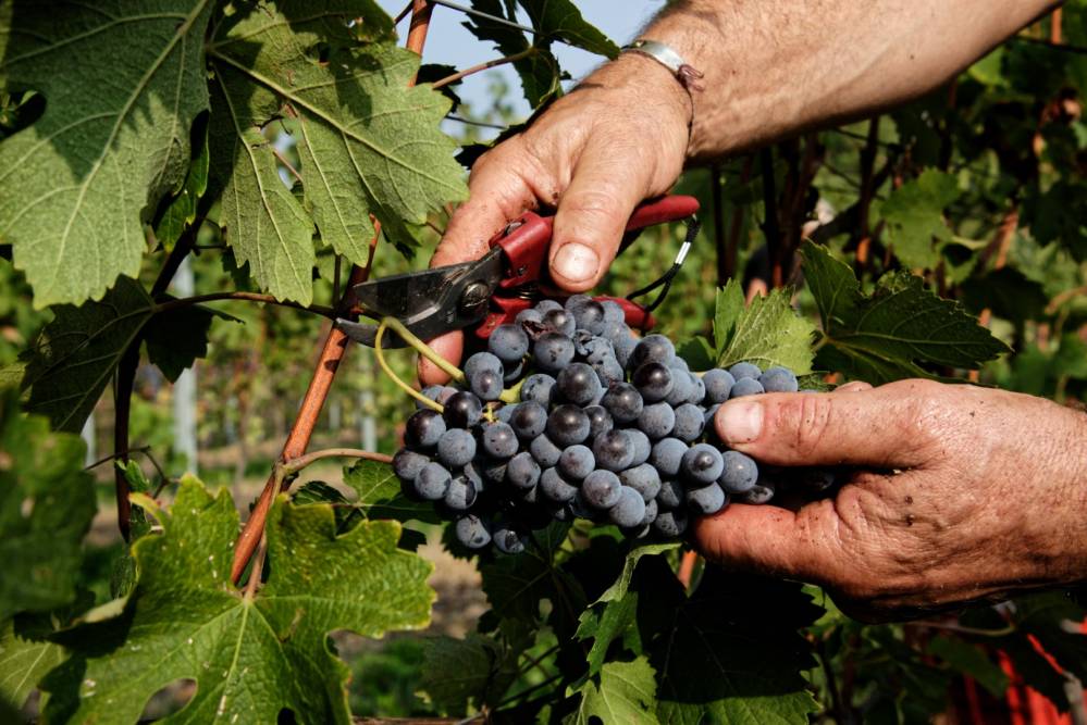 Producteur de vin près de Loriol-sur-Drôme