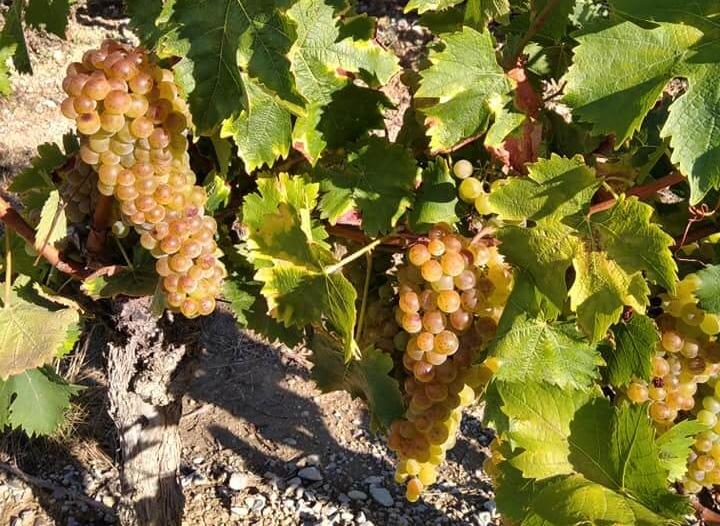vignes de raisins