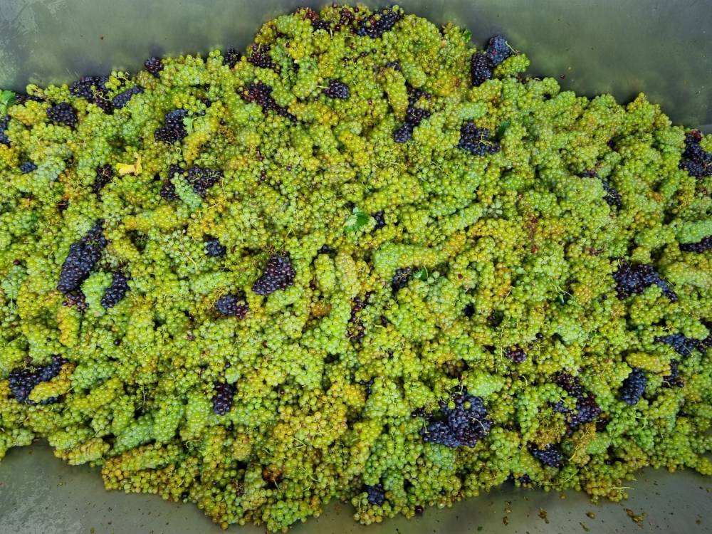 cuve de raisin