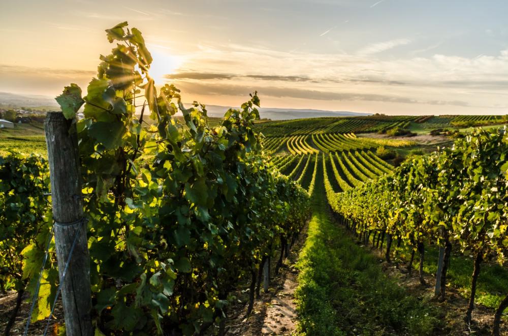champs de vignes